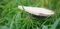 Матрас Sativa XL