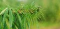 Матрас Sativa XL